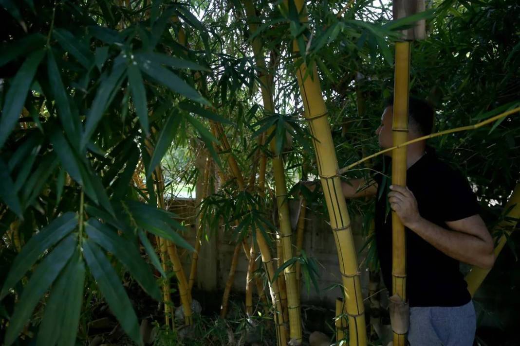 Balkonda eğlencesine yetiştirmeye başlamıştı, şimdi dev fidanlık kurdu! Paraya para demiyor, nereden nereye... 17